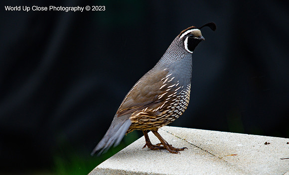 California Quail