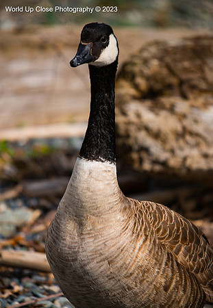 Cautious Goose