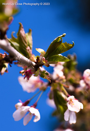 Cherry Blossom Branch