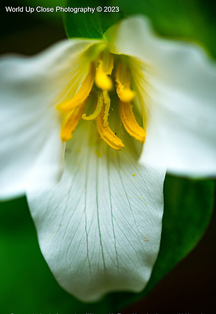Dripping Pollen