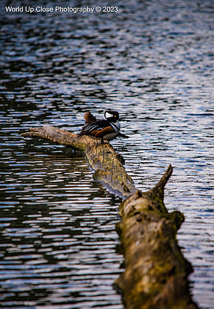 Down the Log