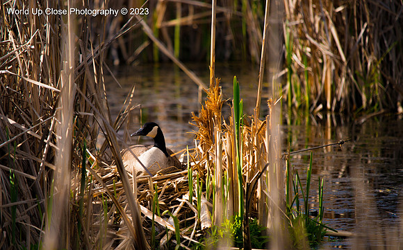 Mother Goose