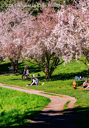 Day in the Park