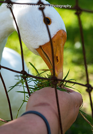 Gentle Hands