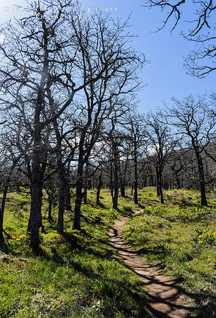 Twisted Grove