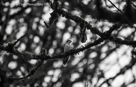 Treetop