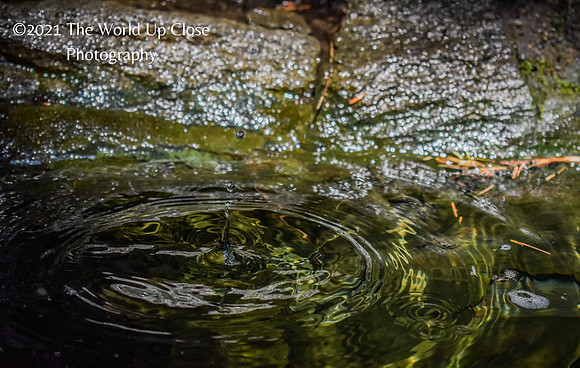 Ripple Effect