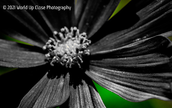 Green and Black