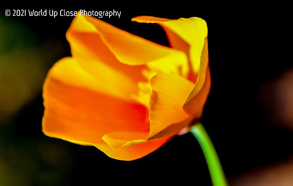 Poppy Dreams