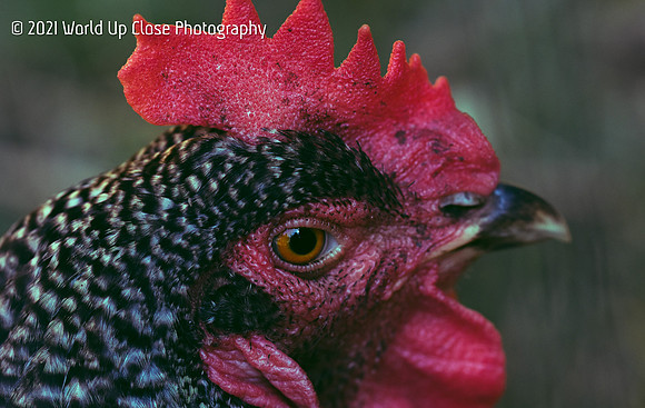 Freckled Feathers