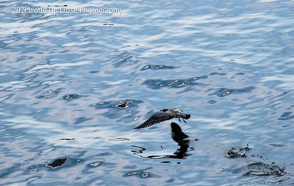 Skimming the Waves