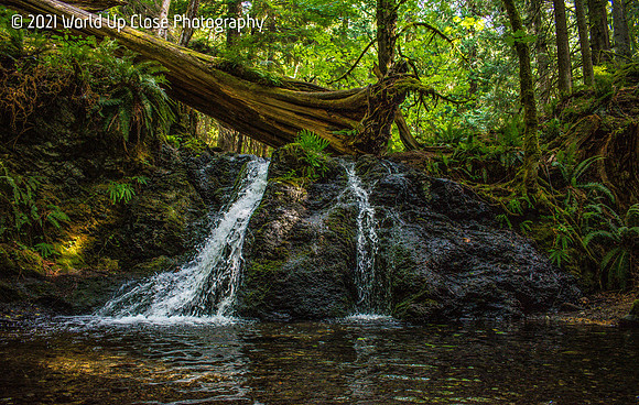 Evergreen Waterfall
