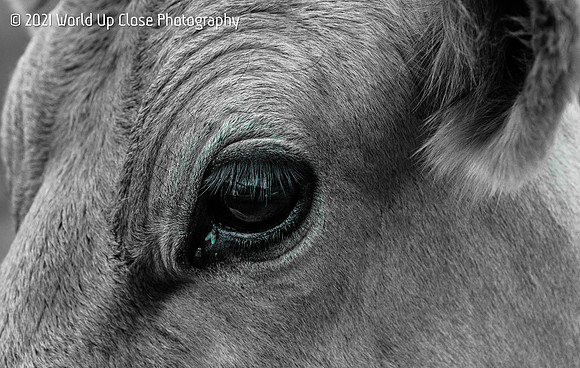Long Lashes