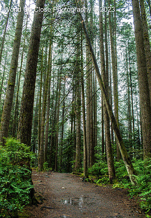 Misty Hike