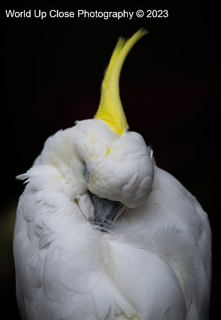 Curled Up