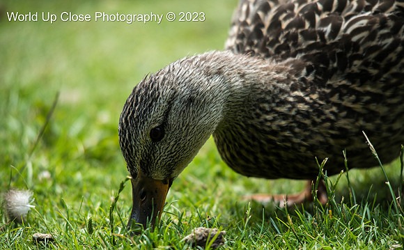 Mallard Feeding