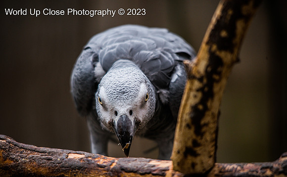 African Grey_edited