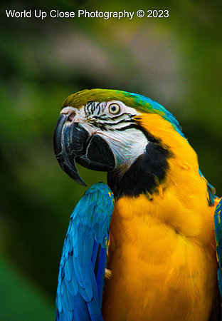 Vibrant Feathers