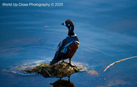 Bright Harlequin