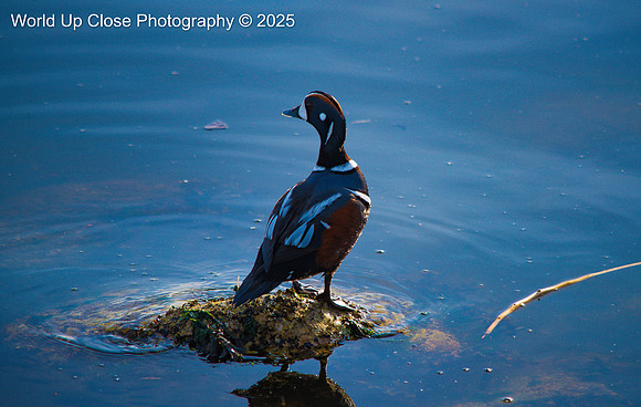Bright Harlequin