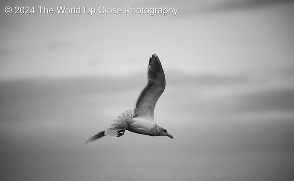 Midair