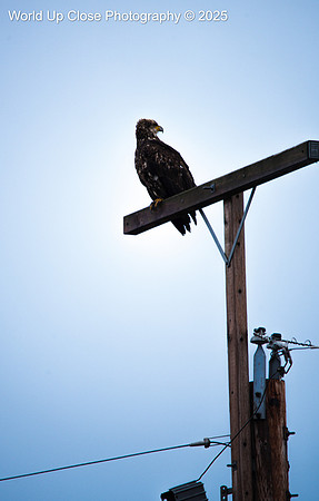 Modern Perch