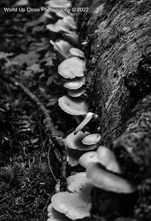 Line of Mushrooms