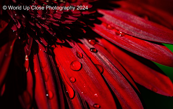 Ruby Red