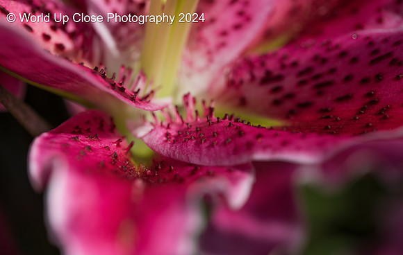 Spiky Petals