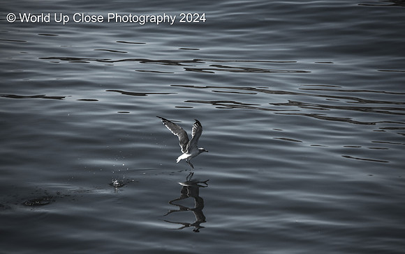 Skipper