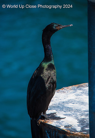 Pelagic Cormorant
