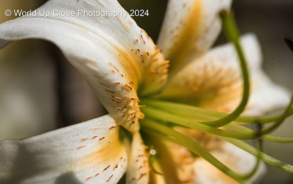 Stamen
