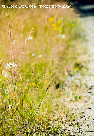 Wildflower Lane