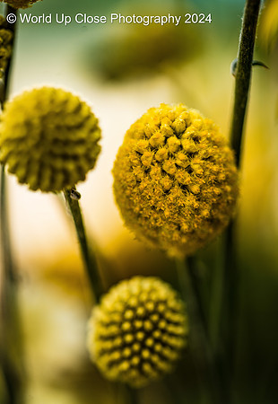 Yellow Fireworks