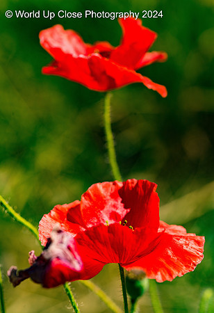 California Poppy