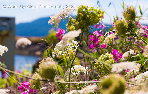 Flowers of Lace