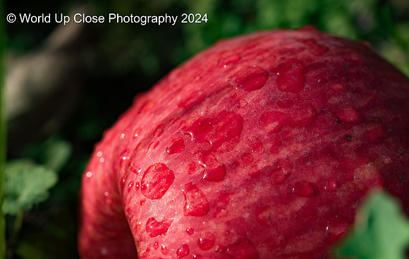 Honeycrisp