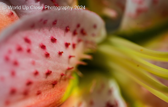 Lily Up Close
