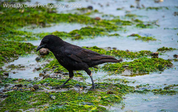 Sea Crow