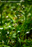 Fairy Flowers