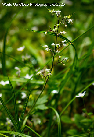 Fairy Flowers