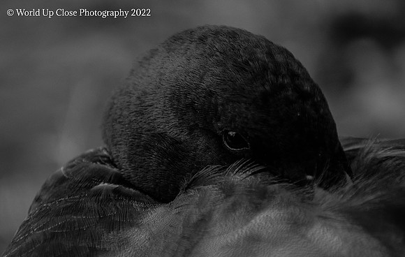 Peering Back