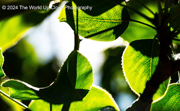 Leafy Patterns