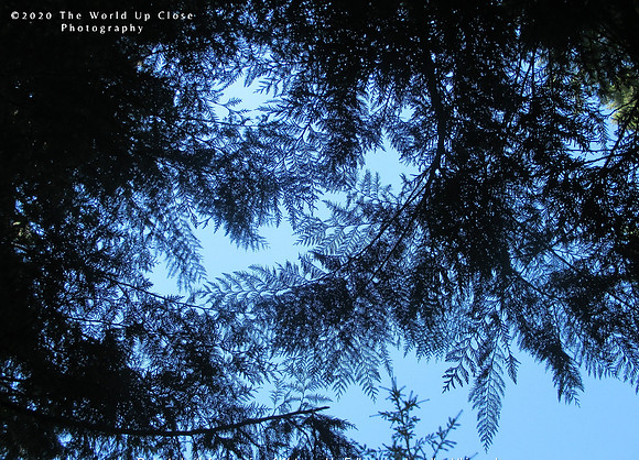Against the Blue