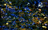 Bubbling Brook
