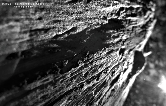 Fallen Branch
