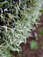 Lichen