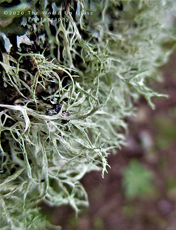 Lichen