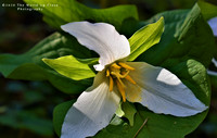 Trillium