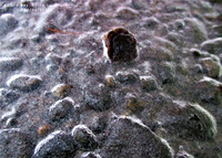 Winter Covering